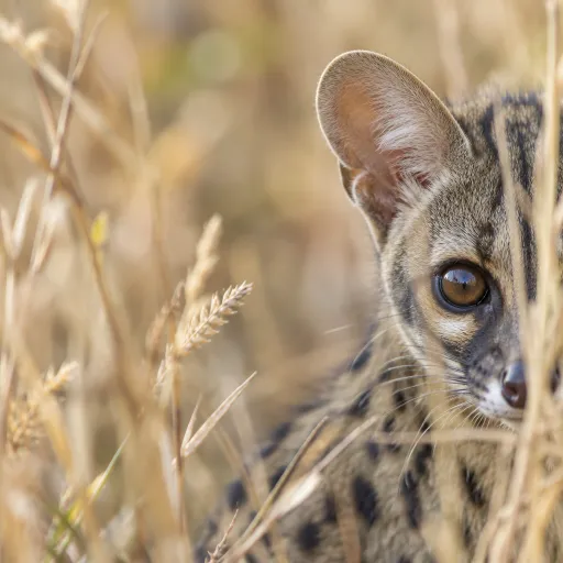 The animal you cannot name: what nocturnal safaris reveal about our selective attention to wildlife