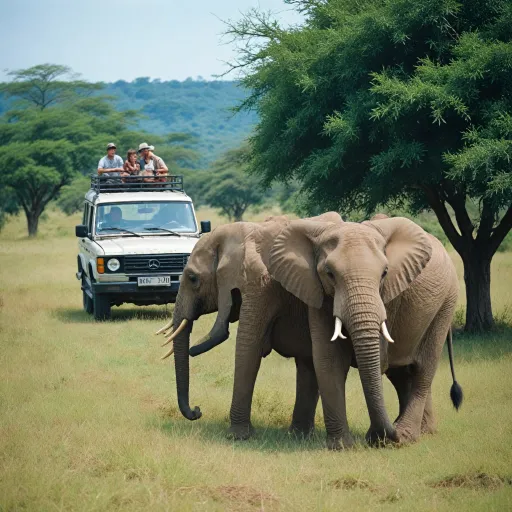 Affordable safari adventures in Tanzania: how to experience wildlife on a budget