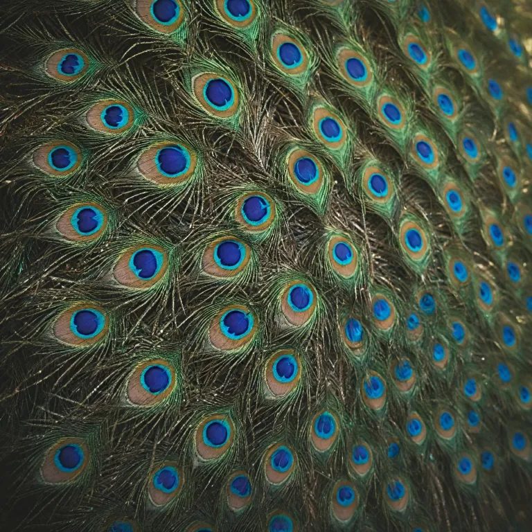 The artistry and science behind peafowl feathers: beauty, value, and wildlife encounters