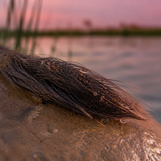 July on the Mara River: a practical guide to witnessing the Great Migration crossing