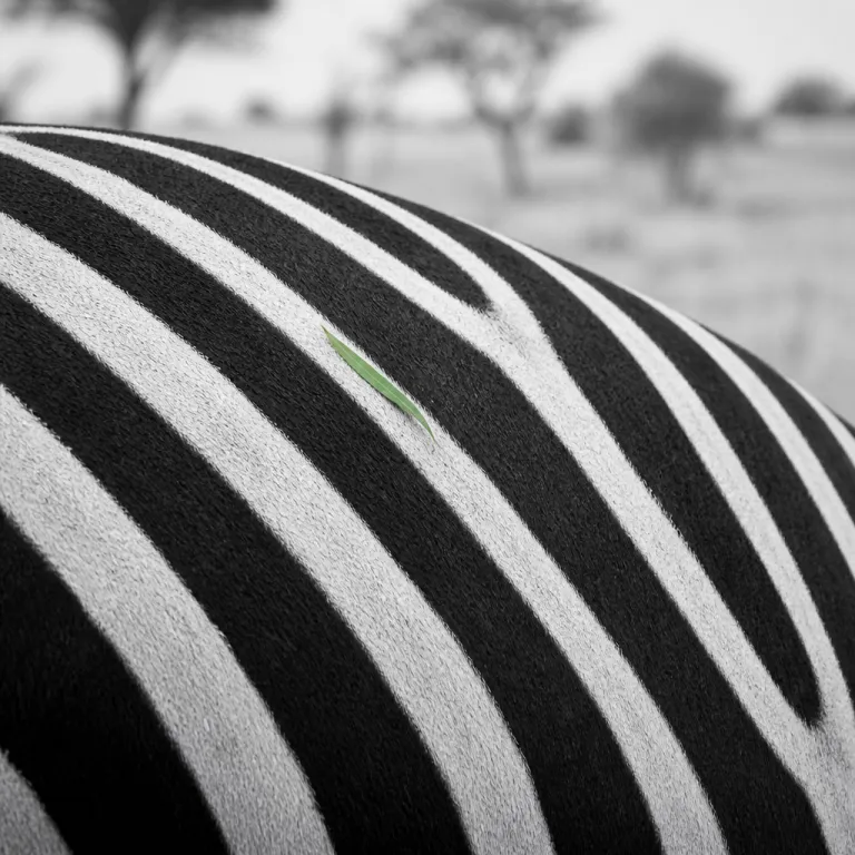 Essential safari journeys in Africa for first‑time wildlife travellers