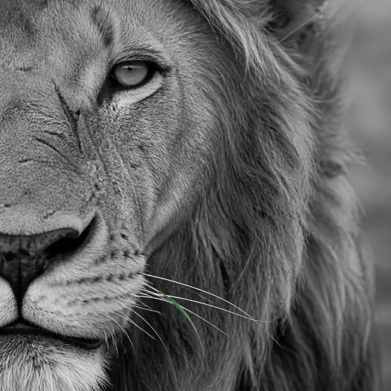 Kalahari desert lion: an intimate look at Africa’s most resilient big cats