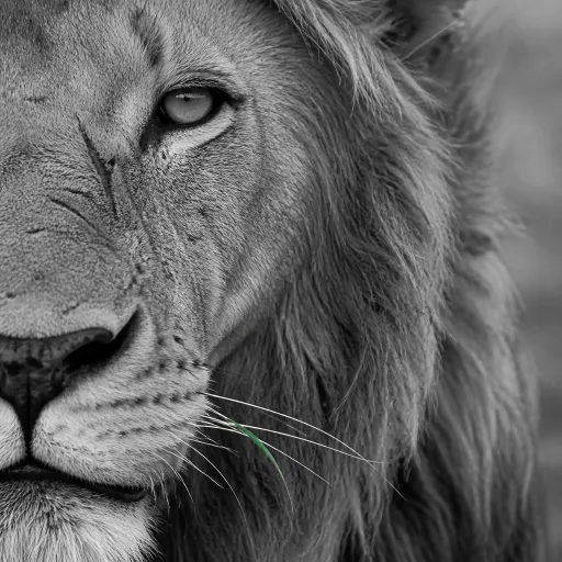 Kalahari desert lion: an intimate look at Africa’s most resilient big cats